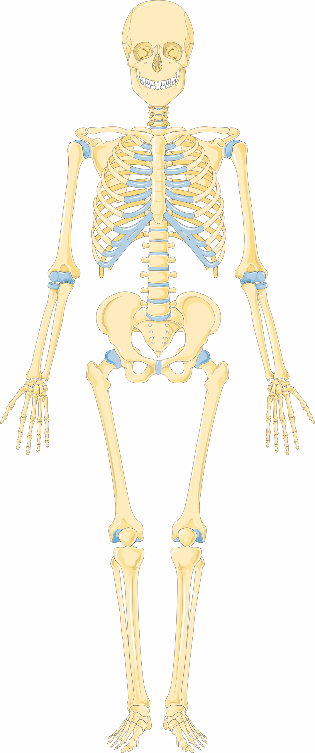The 206 Bones Myth (image credits: wikimedia)