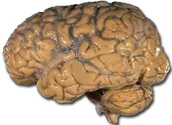 Humans Use Only 10% of Their Brain (image credits: wikimedia)