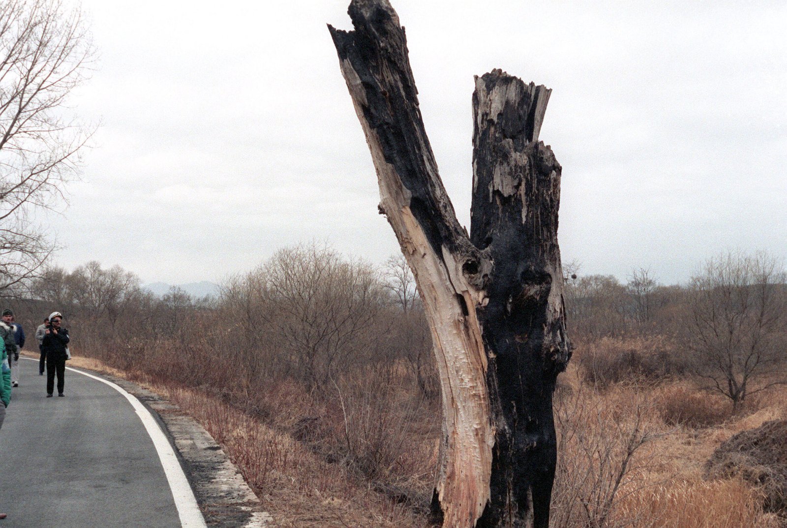 Operation Paul Bunyan (1976) (image credits: wikimedia)