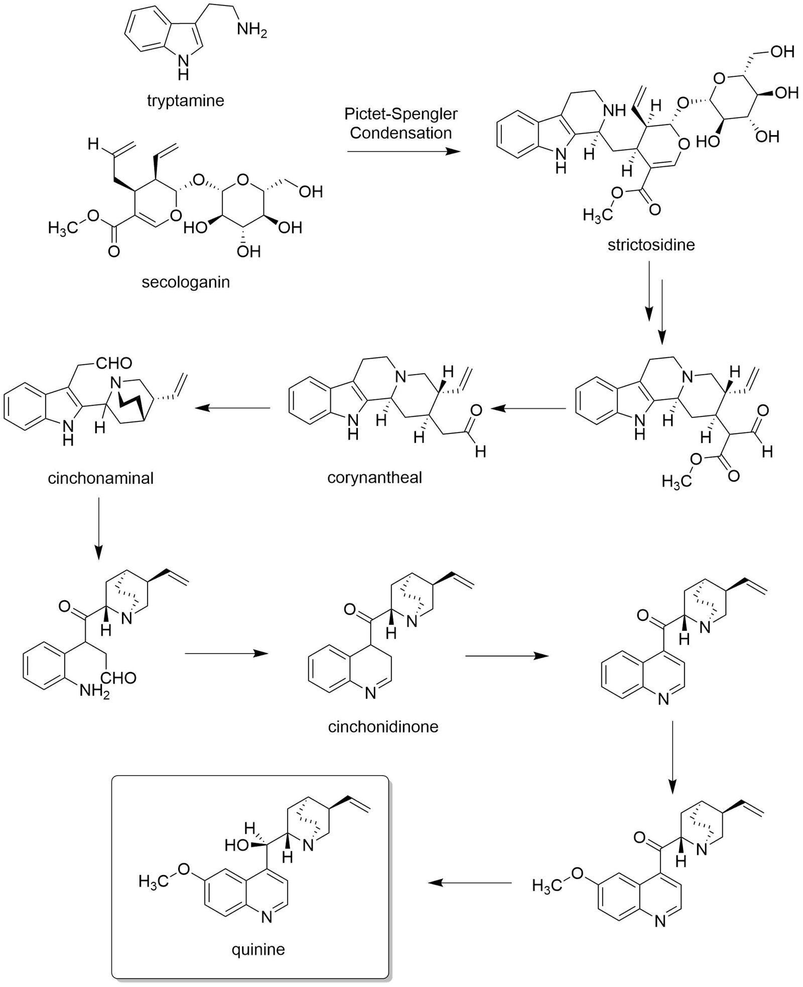 Quinine (Malaria Treatment) (image credits: wikimedia)