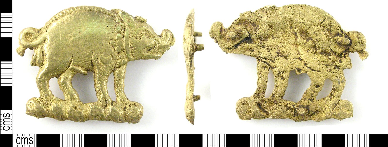 Boar (image credits: wikimedia)