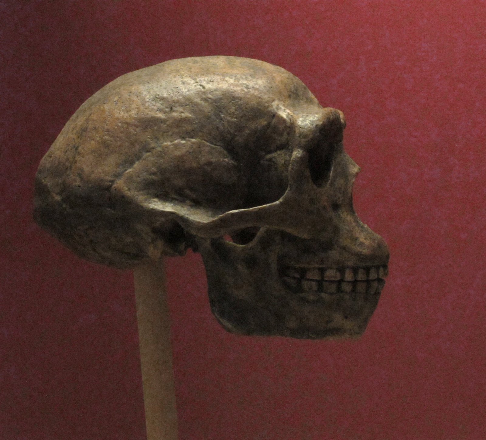 Peking Man Fossils (China) (image credits: wikimedia)