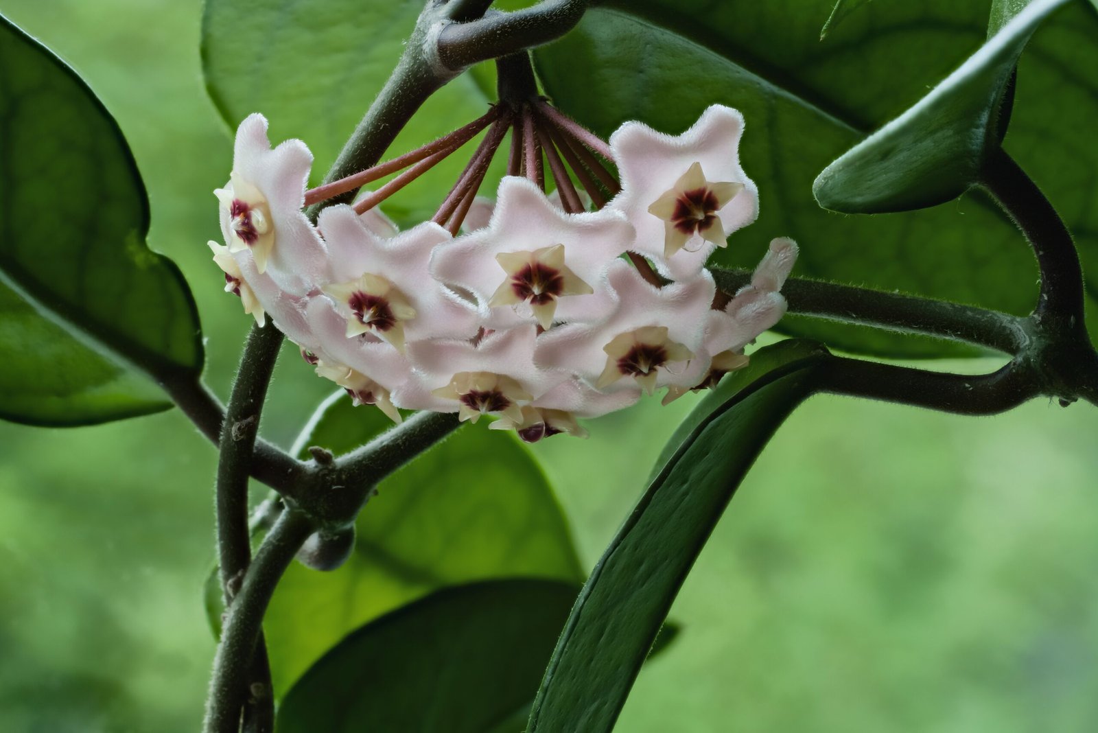Top 10 Demanded Houseplants In The US – And How To Treat Them