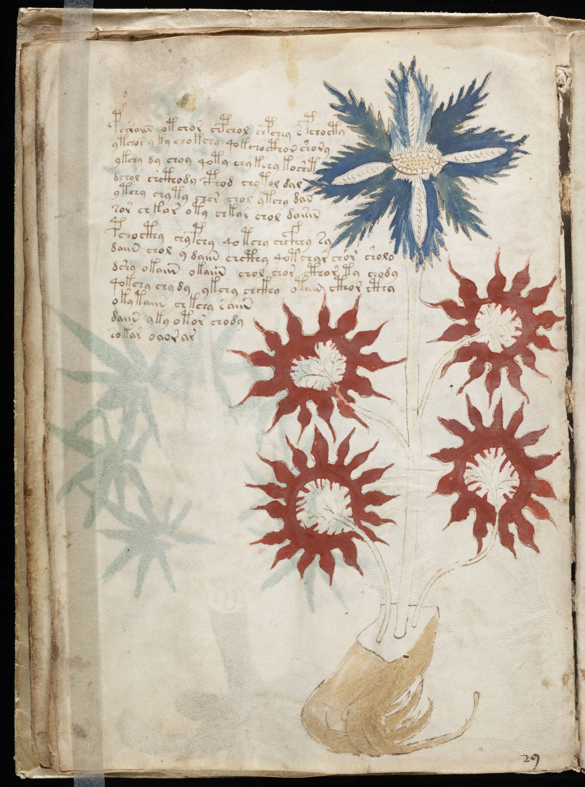 The Voynich Manuscript - The Book Nobody Can Read (image credits: wikimedia)