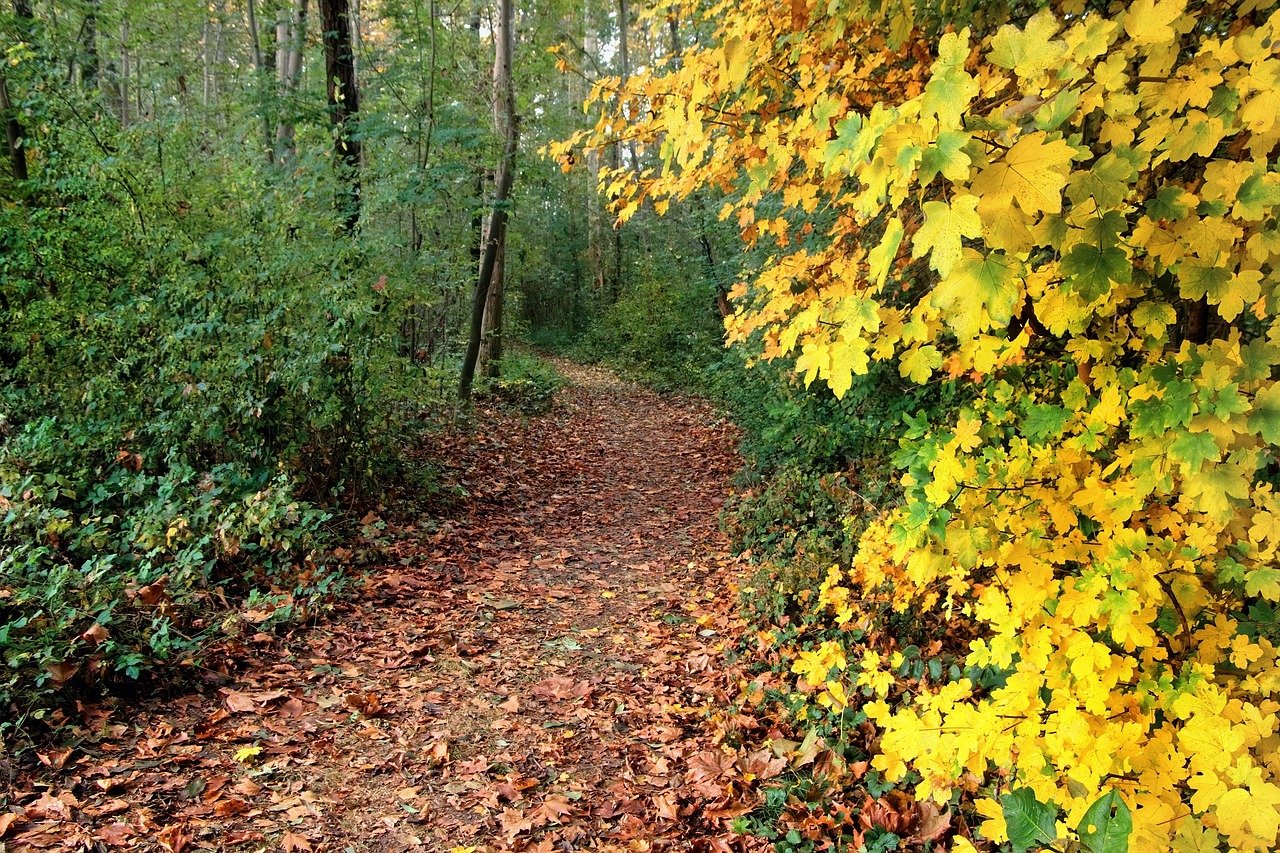 The Stark Landscape of “The Road Not Taken” by Robert Frost (image credits: pixabay)