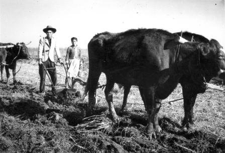 The Furrow That Became a Racing Standard (image credits: wikimedia)