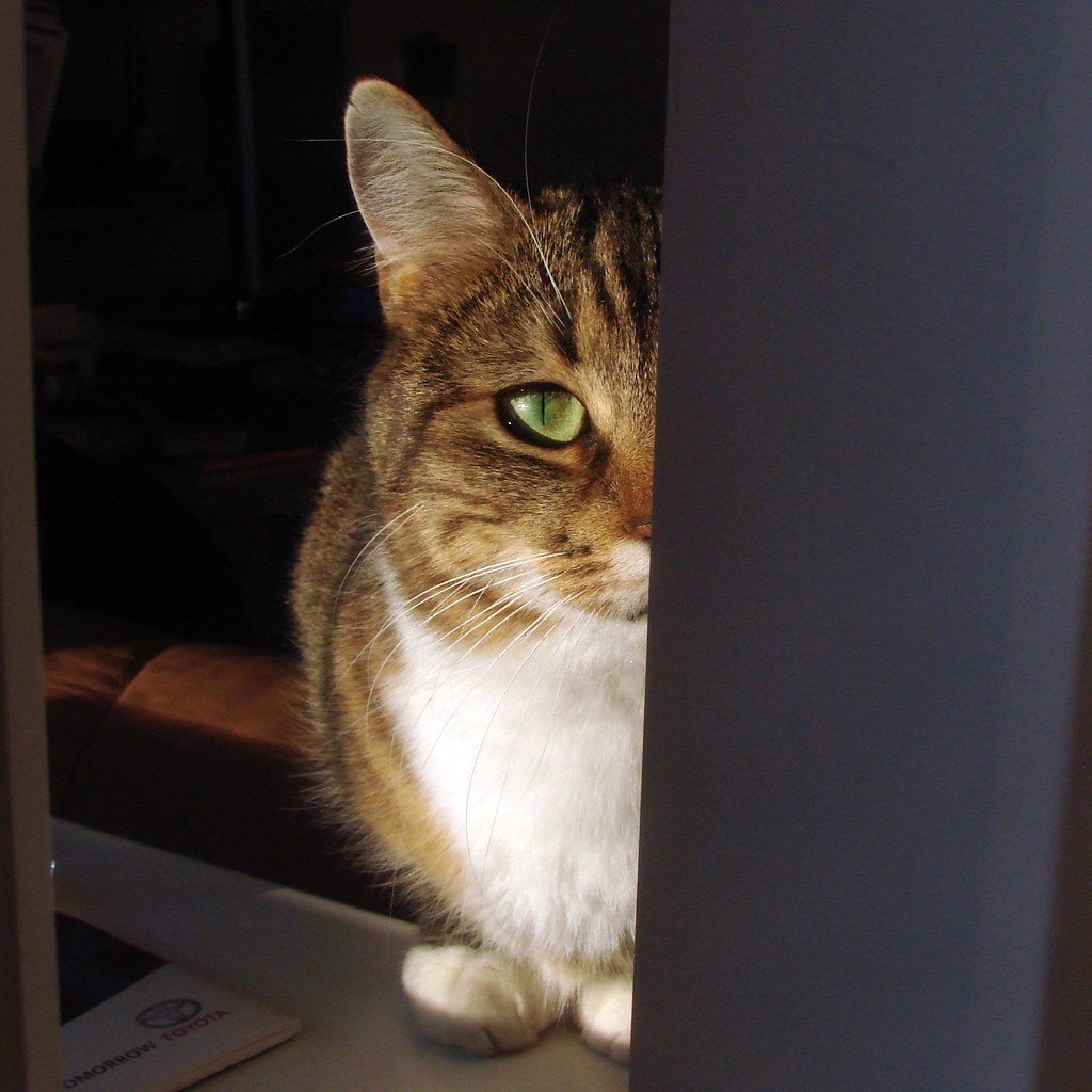 Project Acoustic Kitty (image credits: flickr)