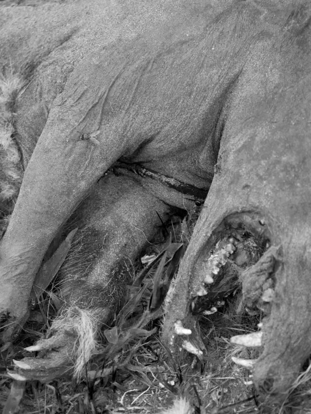 Hidden Stories Behind Famous American Folk Tales