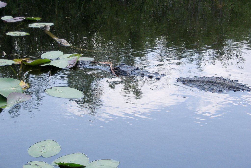 Everglades: Draining Wetlands and Displacing People (image credits: flickr)