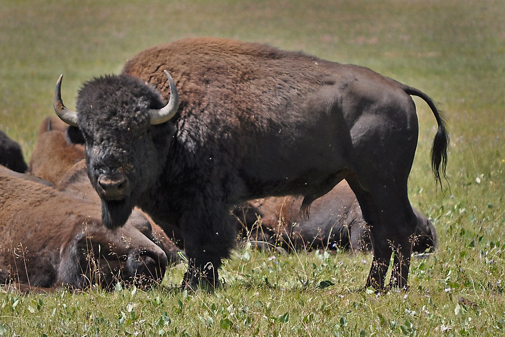 The Bison Slaughter and Native Livelihoods (image credits: flickr)