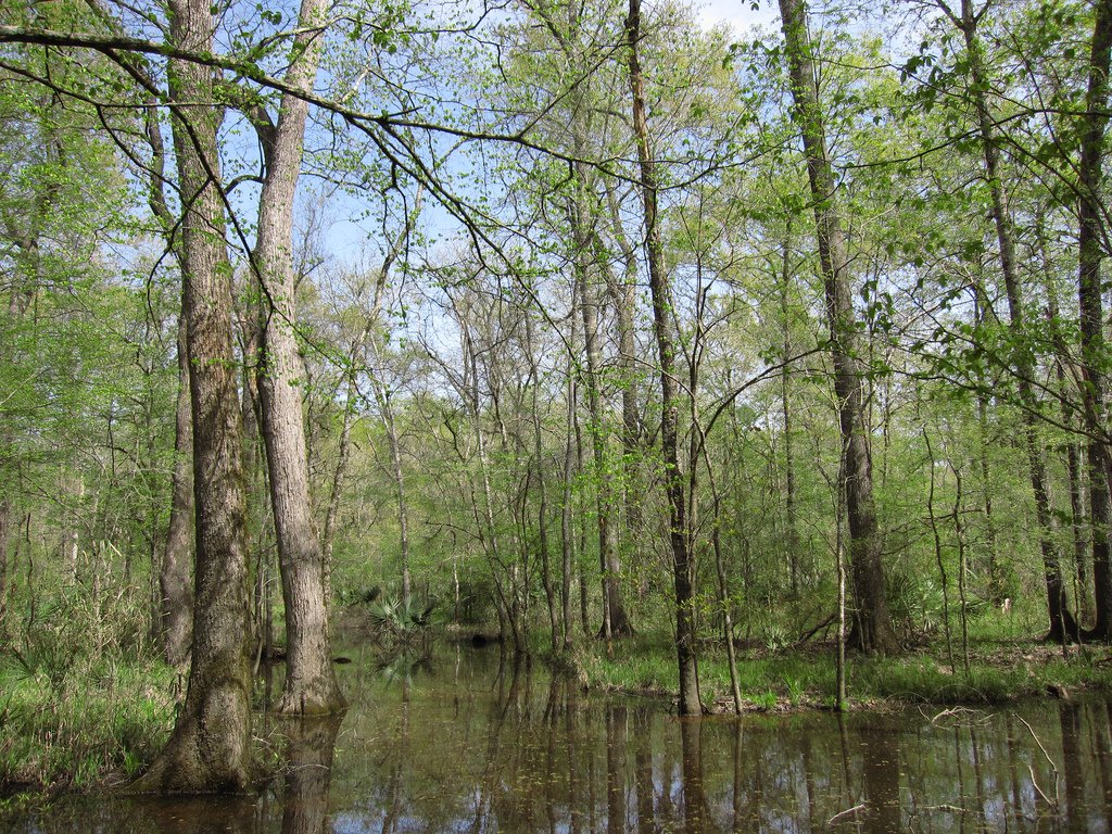 Houston – Swampland Dreams Realized (image credits: wikimedia)