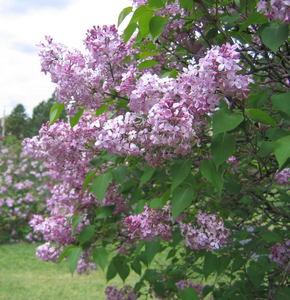 Mackinac Island, Michigan – A Fragrant Island Paradise (image credits: flickr)