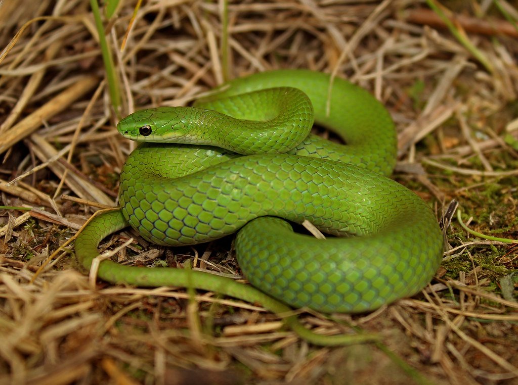 Serpent Day (image credits: flickr)