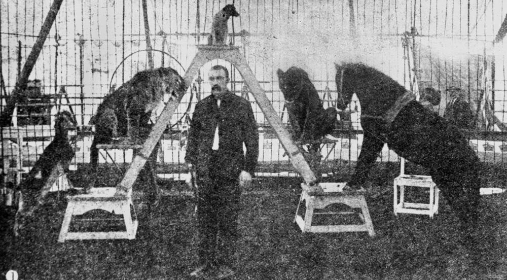 Animal Acts: Awe and Controversy (image credits: The Queenslander, 23 May 1903, p.23, Public domain, https://commons.wikimedia.org/w/index.php?curid=26305233)