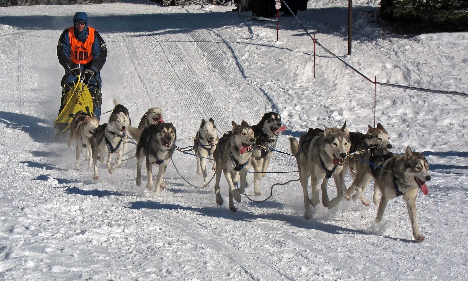 Arctic Sled Dog Championships (image credits: wikimedia)