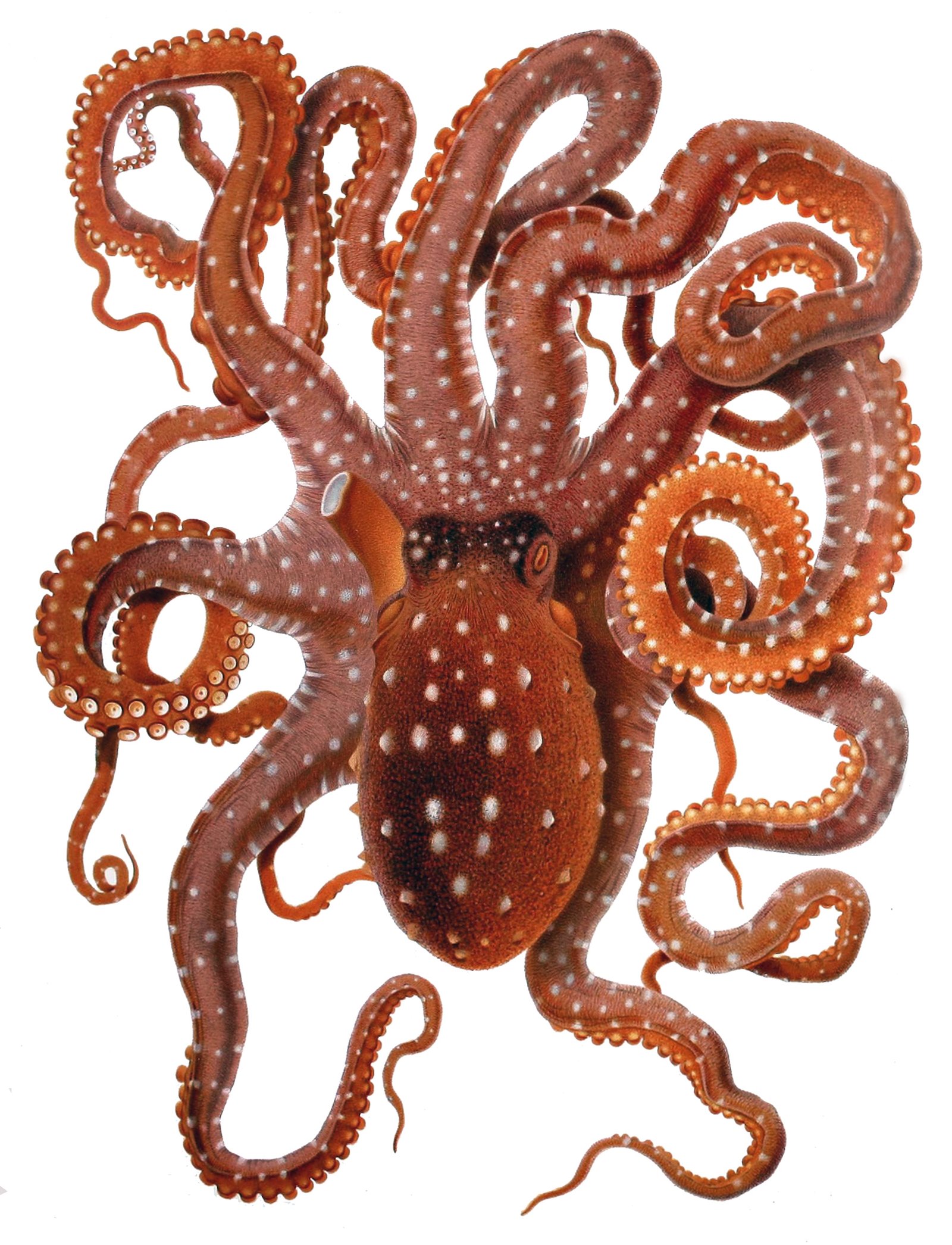 Live Octopus (The Aquatic Anomaly) (image credits: wikimedia)