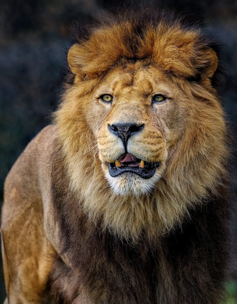The Lion Sleeps Tonight by The Tokens (Image Credits: Pixabay)