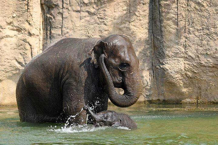 Water for Elephants - Sara Gruen's Water for Elephants (Image Credits: Flickr)