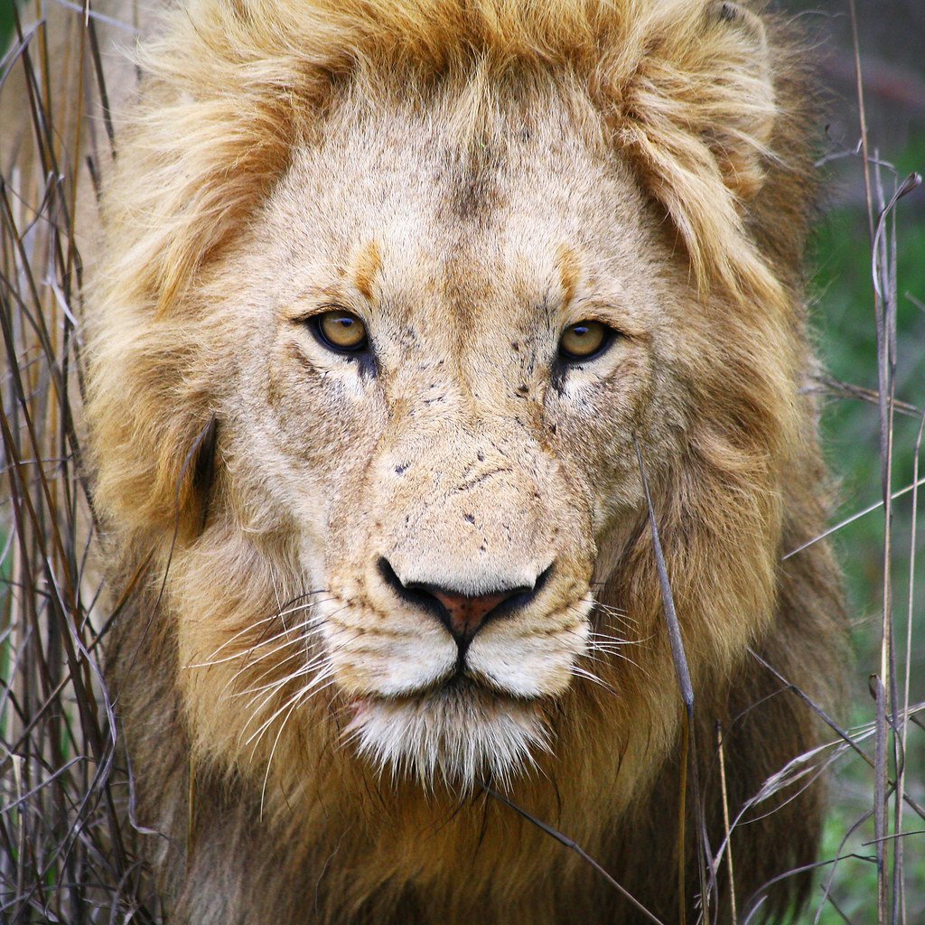 Medieval Animals for Modern Kings (Image Credits: Flickr)