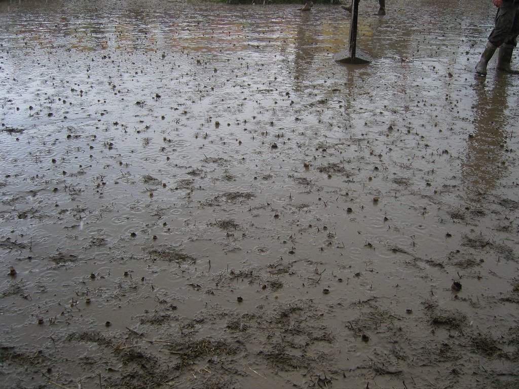 Electric Forest's Rainout Disappointment (Image Credits: Flickr)