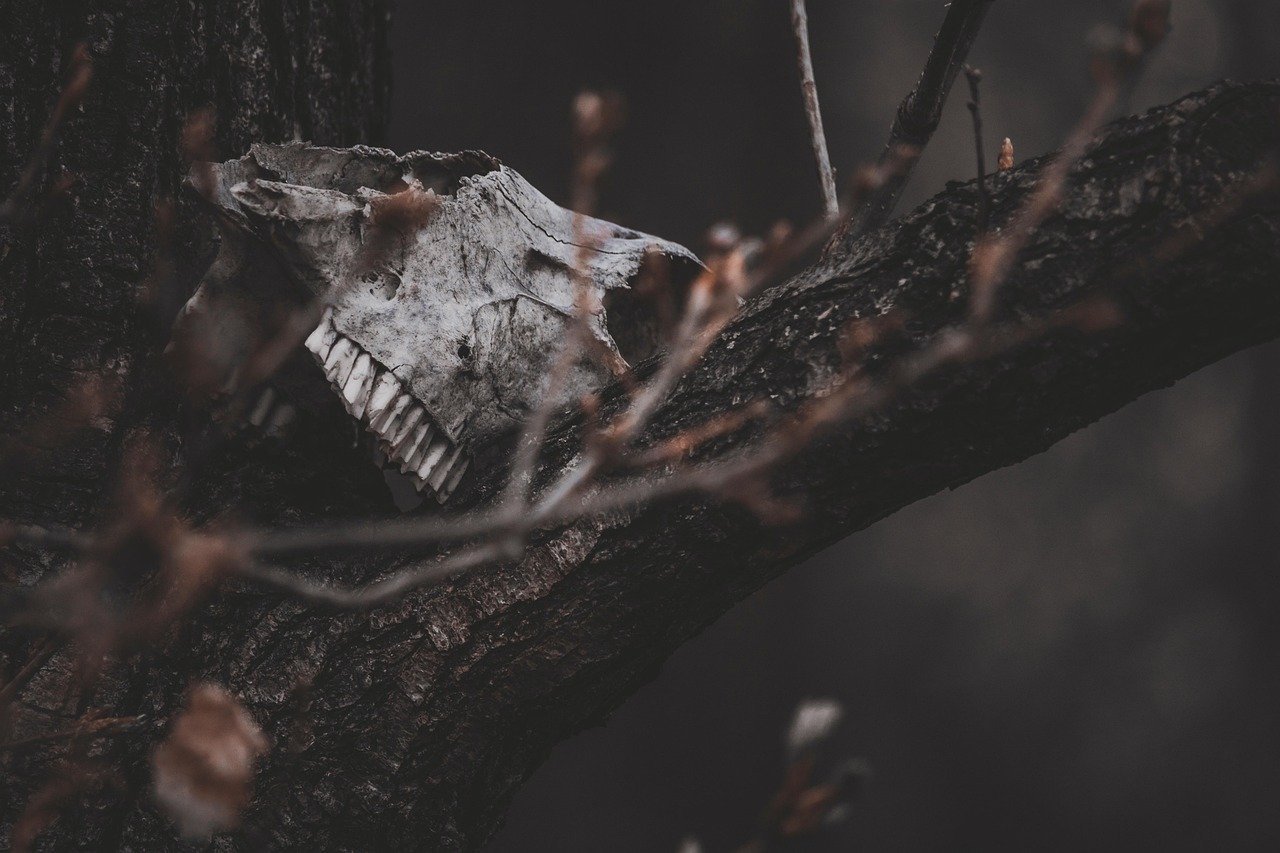 Sarah Ware's Unsolved Murder in Bucksport (Image Credits: Pixabay)