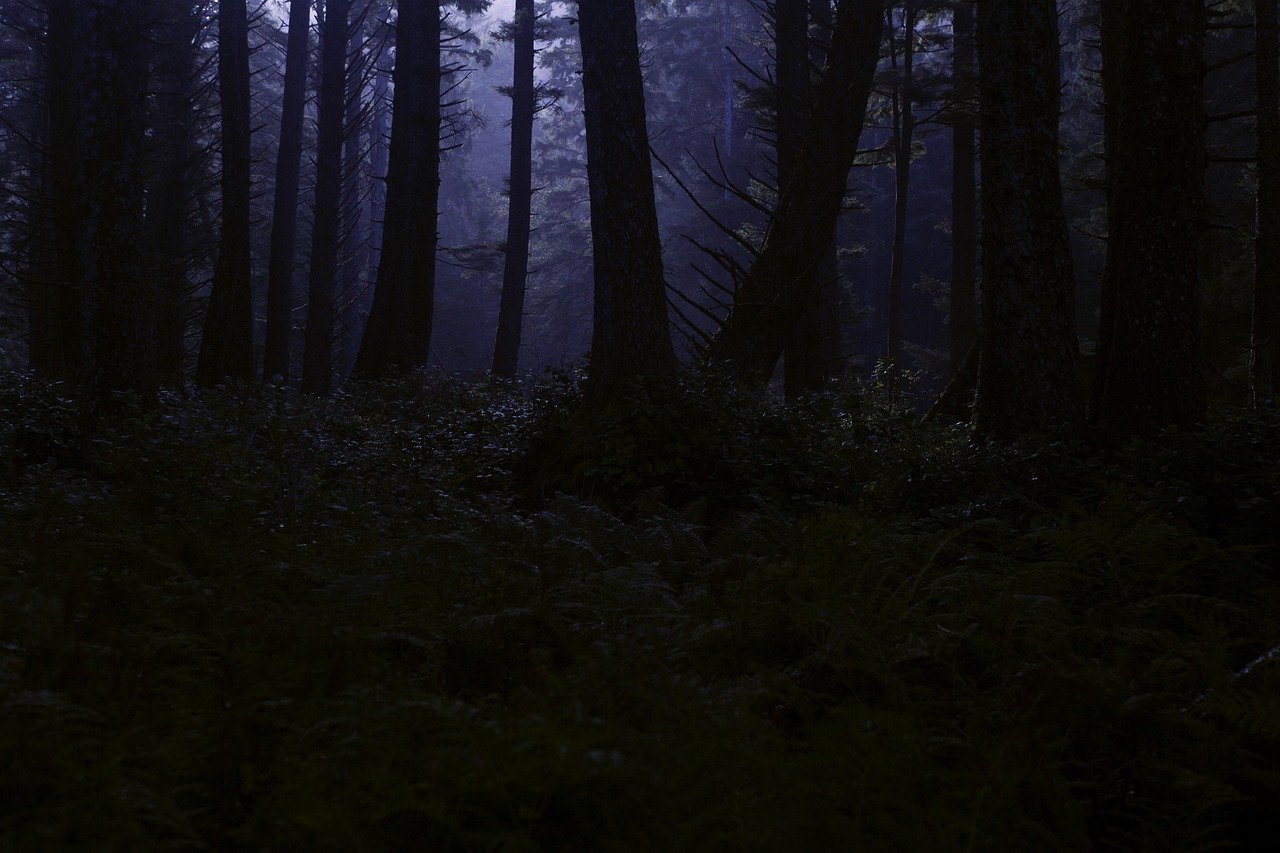 The Severed Head Found in Pennsylvania Woods (Image Credits: Pixabay)