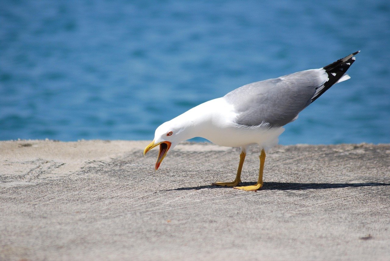 Oceana Leads the Charge With a Digital Campaign (Image Credits: Pixabay)