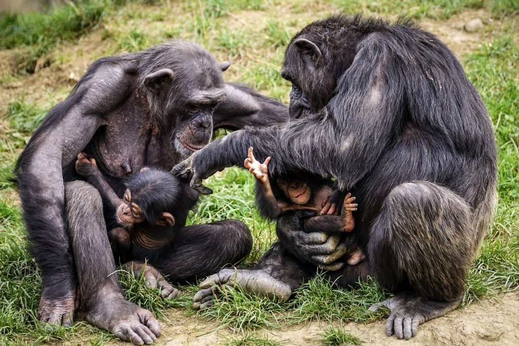 Years of planning culminate in 'baby boom' of great apes at L.A. Zoo. Here's how they did it