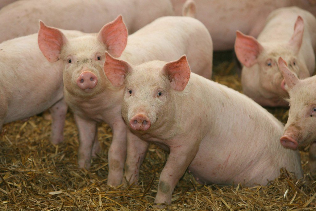 Agricultural Competitions with Real Stakes (Image Credits: Flickr)