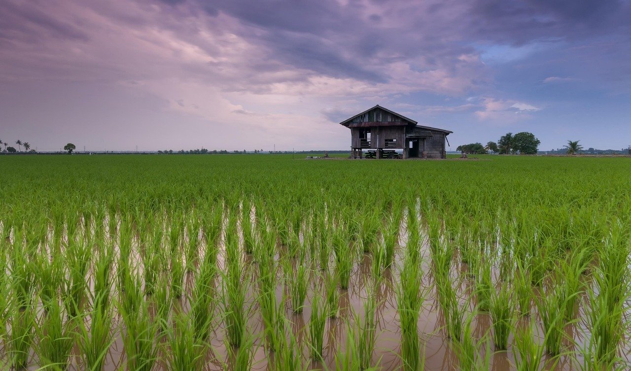 The Rice Revolution Nobody Talks About (Image Credits: Pixabay)