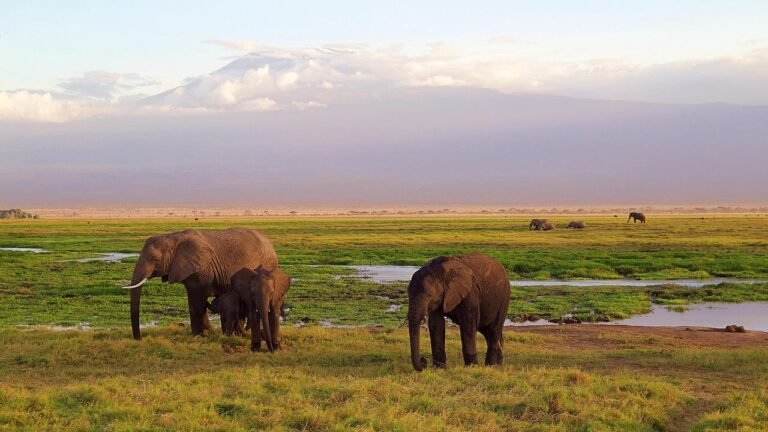 The Hidden Dangers of Mount Kilimanjaro: Why Africa's Rooftop Claims So Many Lives