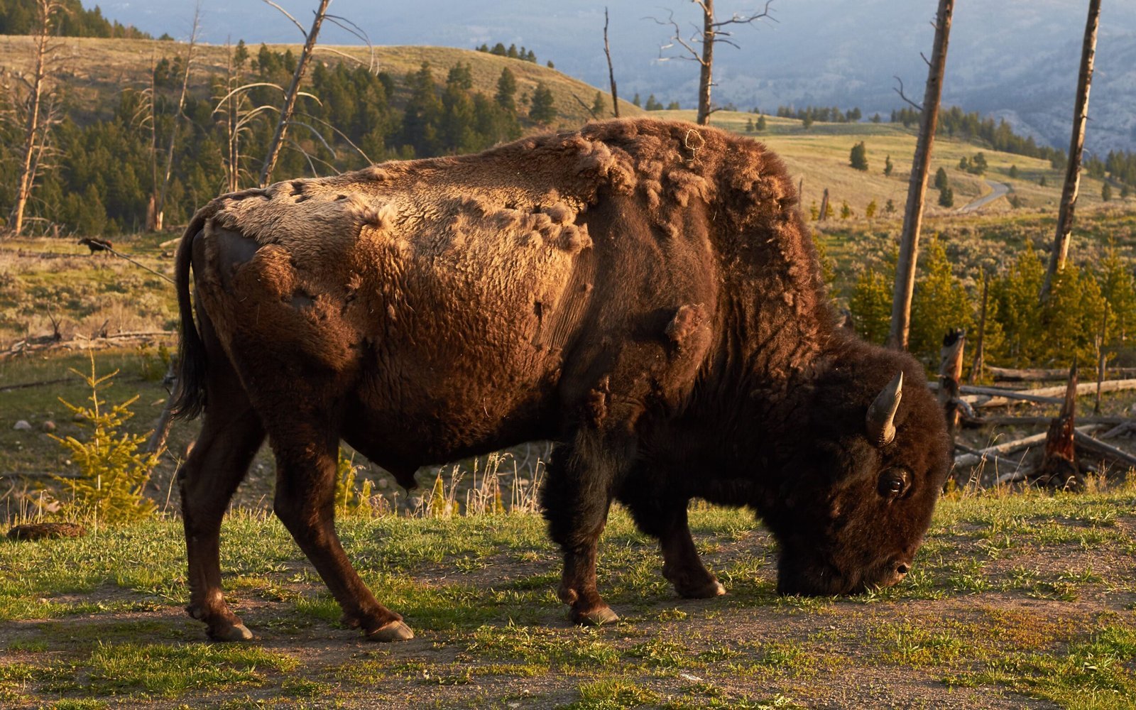 Modern Conservation Ethics Took Hold Here (Image Credits: Wikimedia)
