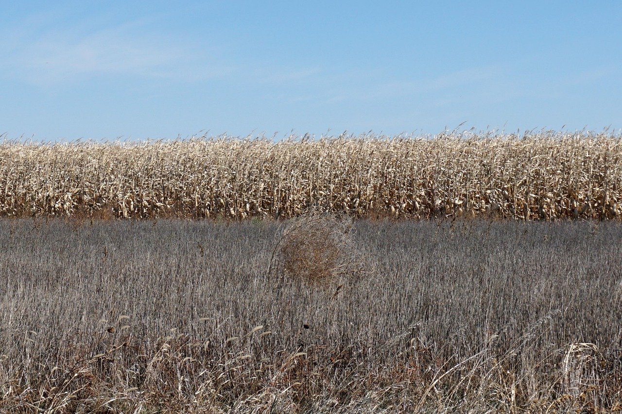 The Trustworthy 'Middle America' Image Was Cemented Here (Image Credits: Pixabay)