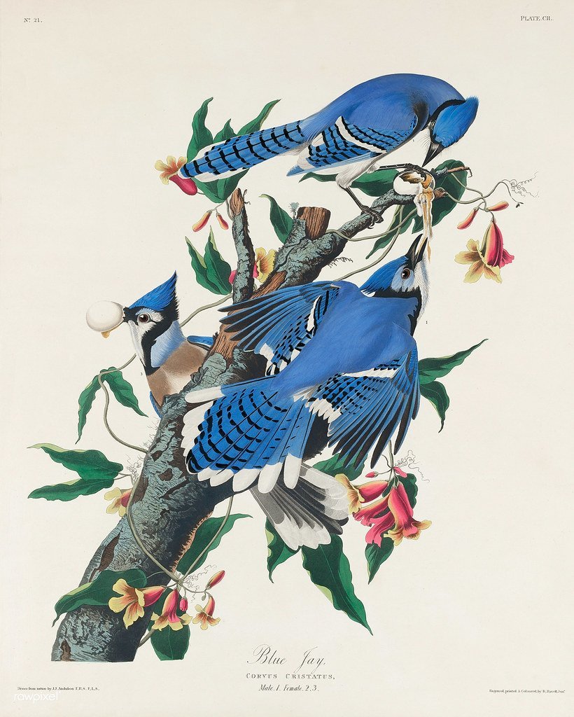 14. The Birds of America by John James Audubon - $11.5 Million (Sotheby's, 2010) (Image Credits: Flickr)