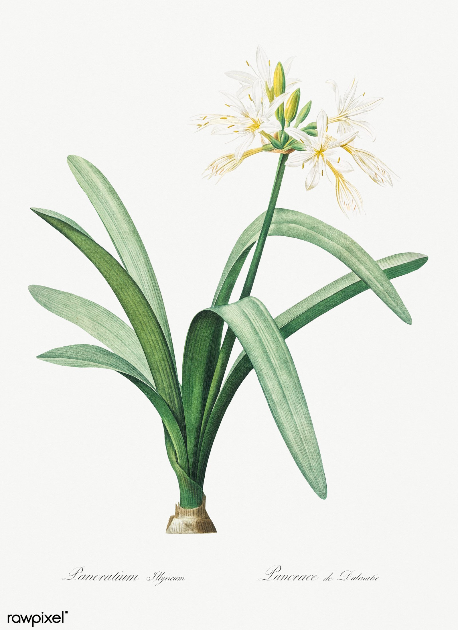17. Les Liliacées by Pierre-Joseph Redouté - $5.5 Million (1985) (Image Credits: Wikimedia)