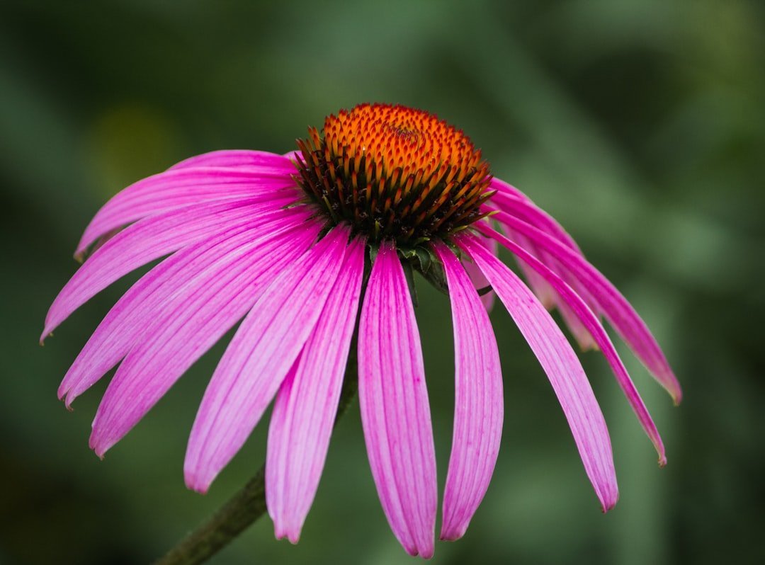 1. Coneflower (Echinacea) (Image Credits: Unsplash)