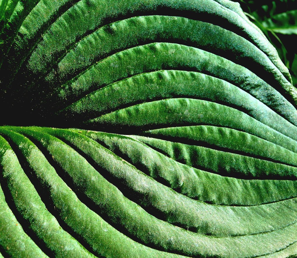 2. Hosta (Clearly Ambiguous, Flickr, CC BY 2.0)