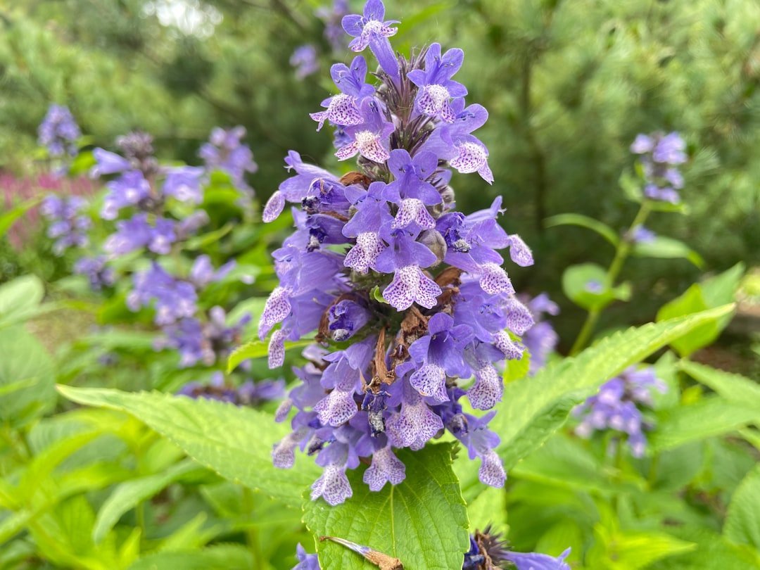 8. Catmint (Nepeta) (Image Credits: Unsplash)