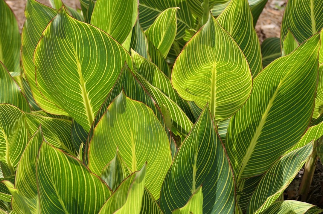 Hostas (Image Credits: Unsplash)