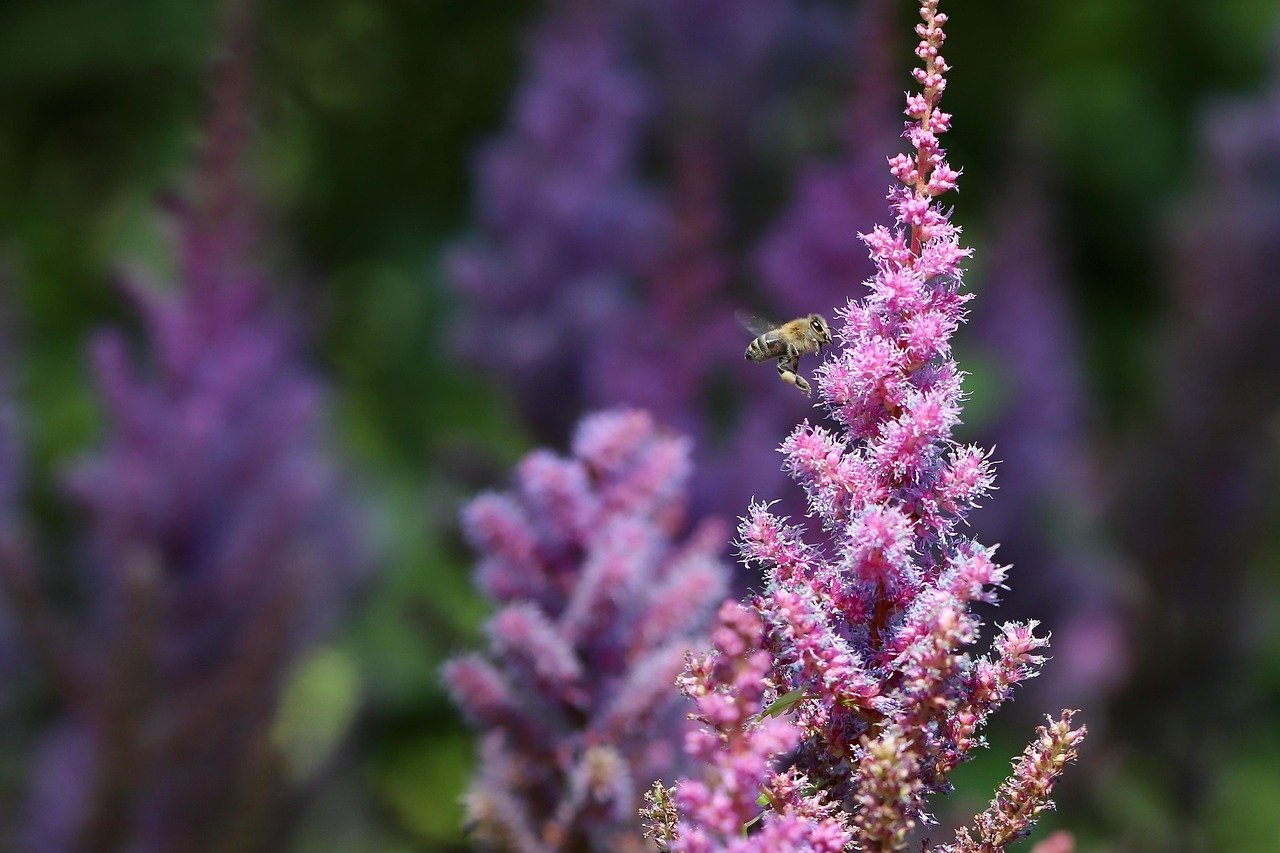 Astilbe (Image Credits: Pixabay)