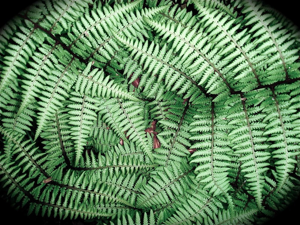 Japanese Painted Fern (L'eau Bleue, Flickr, CC BY-SA 2.0)