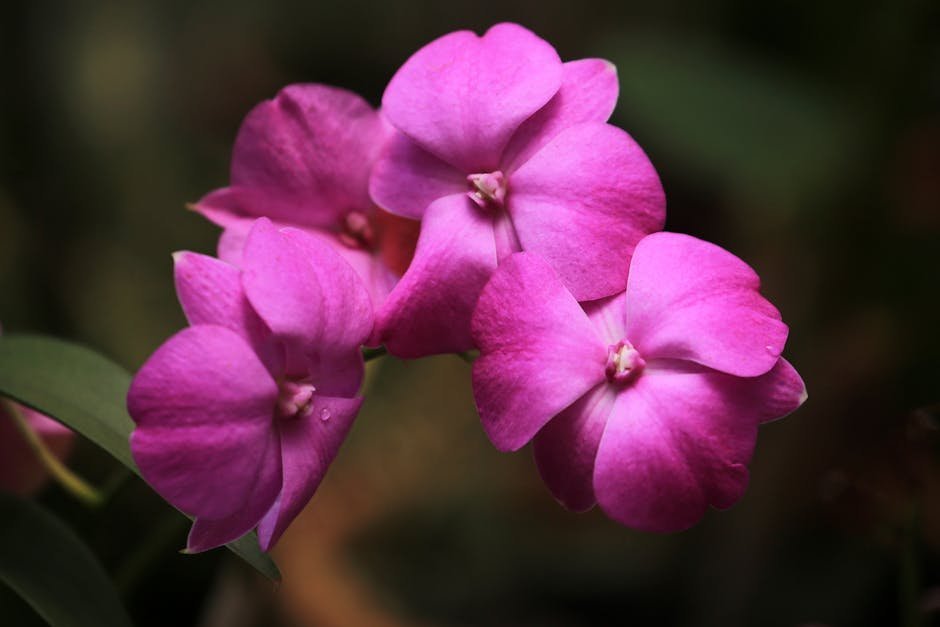 Impatiens (Image Credits: Pexels)