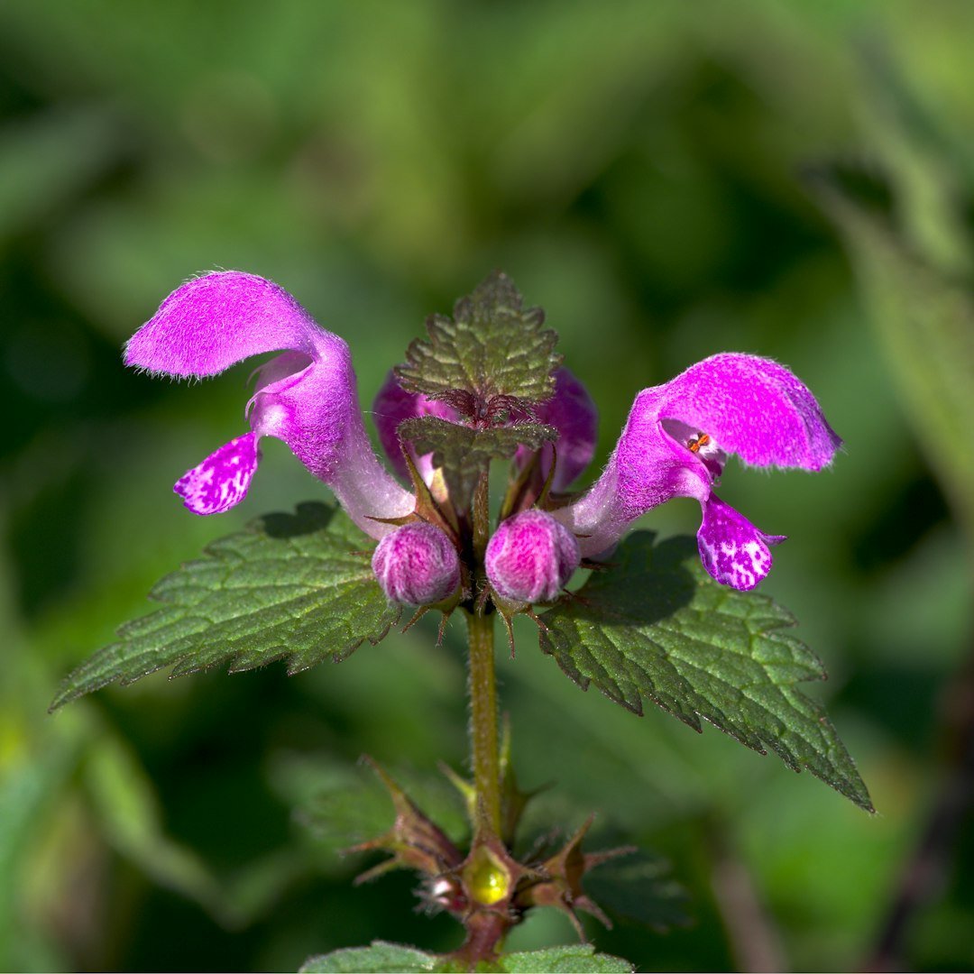 Lamium (Deadnettle) (Image Credits: Unsplash)