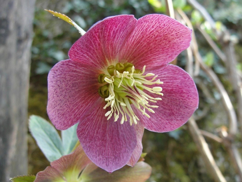 Hellebores (Image Credits: Rawpixel)