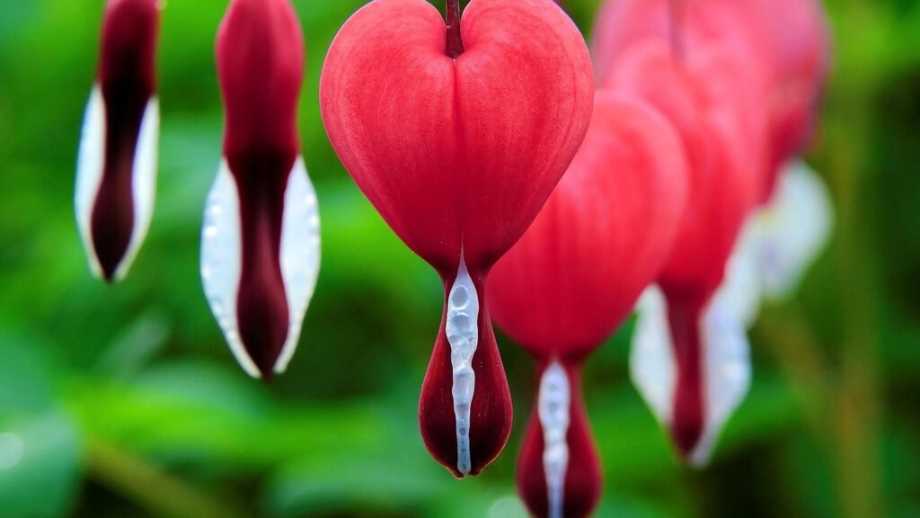 12 Shade-Loving Plants That Will Light Up Every Corner In Your Garden
