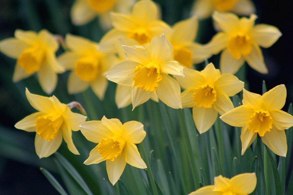 Daffodils' Sudden Joy in Wordsworth's Poem (foxypar4, Flickr, CC BY 2.0)