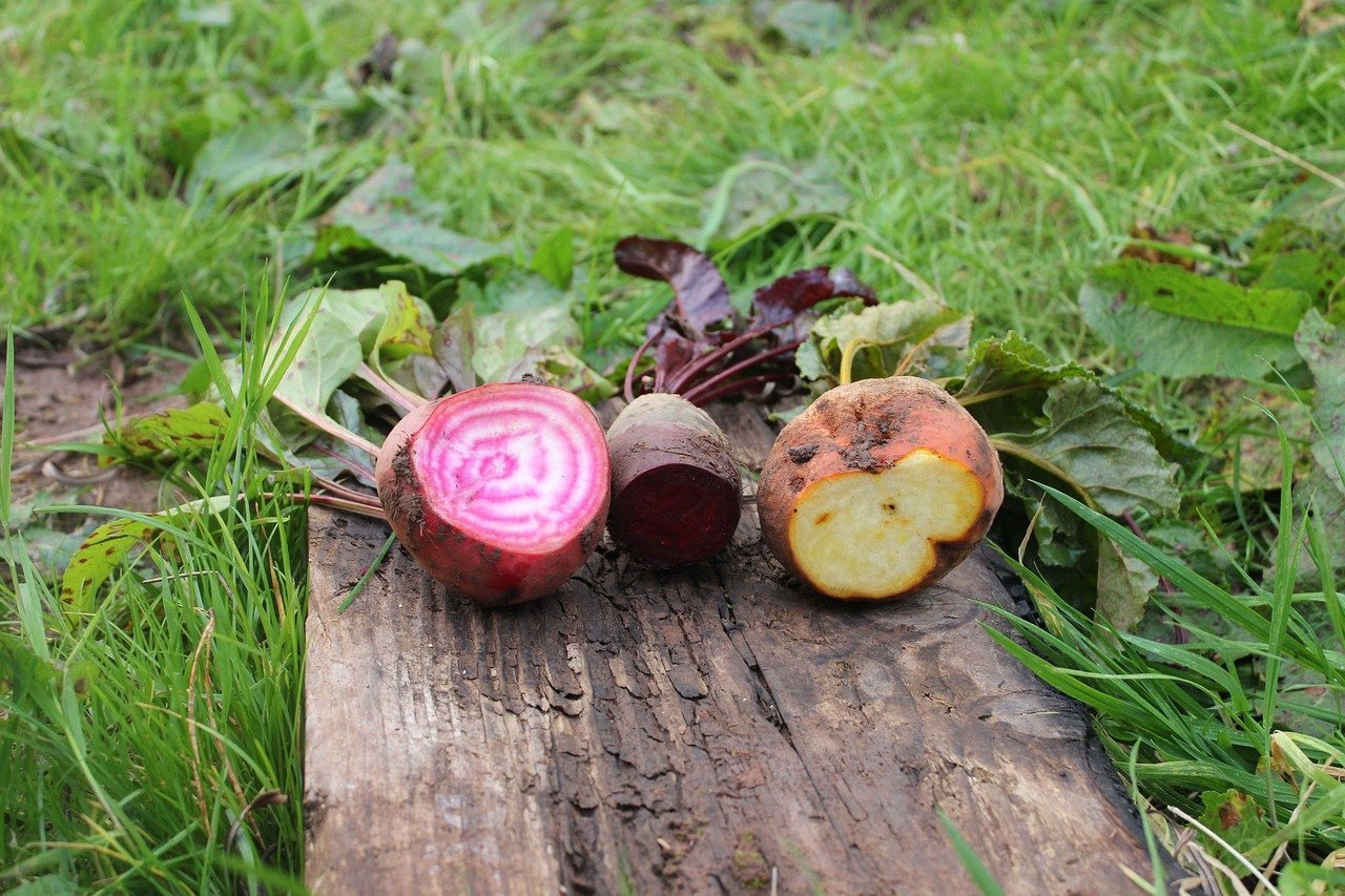 Chioggia Beet: The Candy-Striped Italian Stunner (Image Credits: Pixabay)