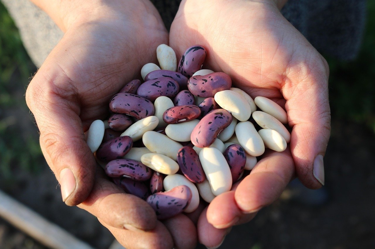 Scarlet Runner Bean: The One That Feeds You and Stuns Your Neighbors (Image Credits: Pixabay)