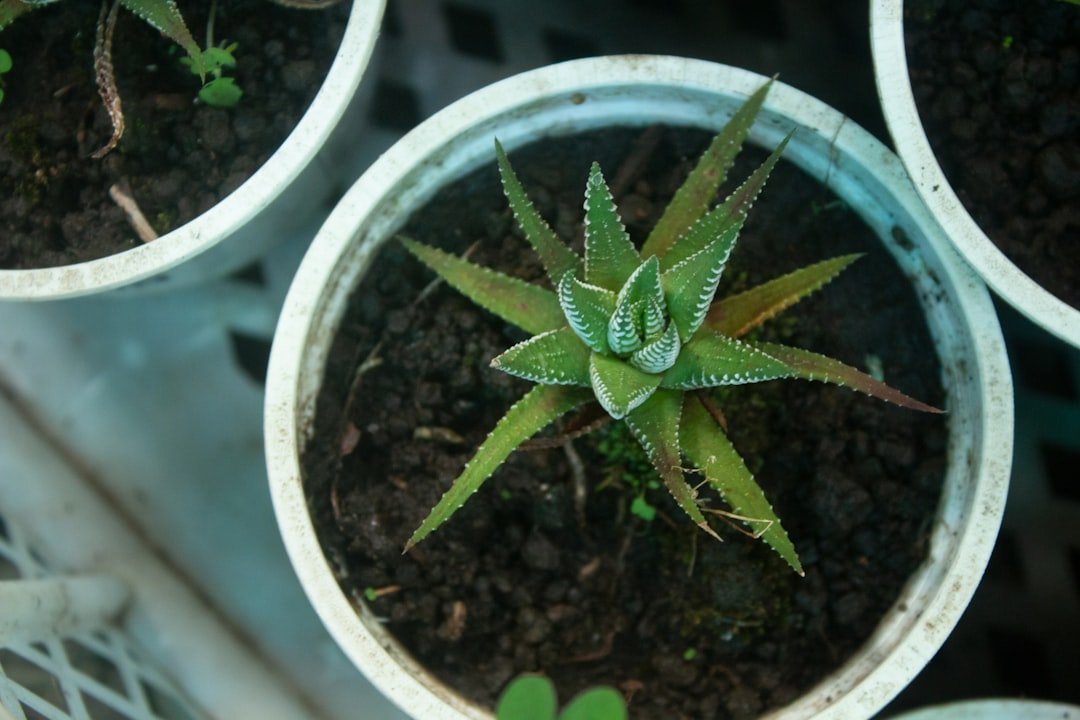 Myth #3: More Fertilizer Means Better, Faster Growth (Image Credits: Unsplash)