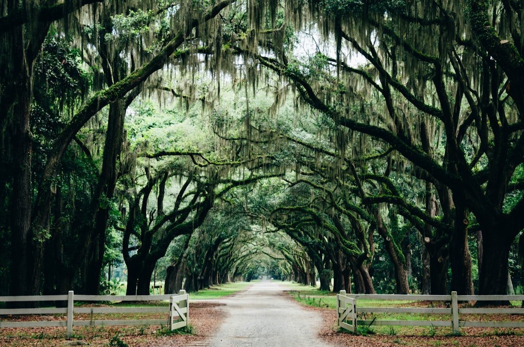 3. Savannah, Georgia - The South's Most Atmospheric Masterpiece (Image Credits: Unsplash)